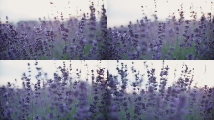 草地上的紫色薰衣草花特写。昆虫飞行