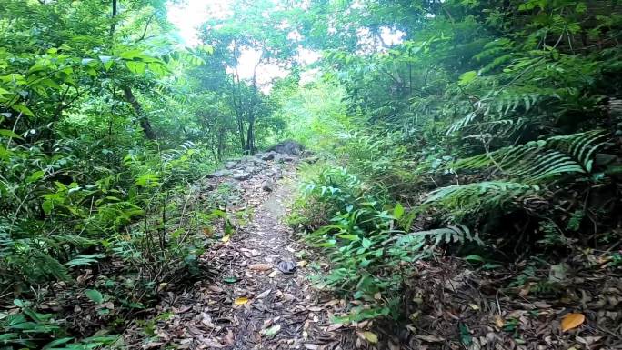 在贵州山林原始森林中徒步行走第一人称视角