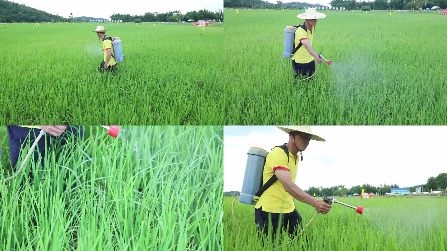 农民水稻田打农药