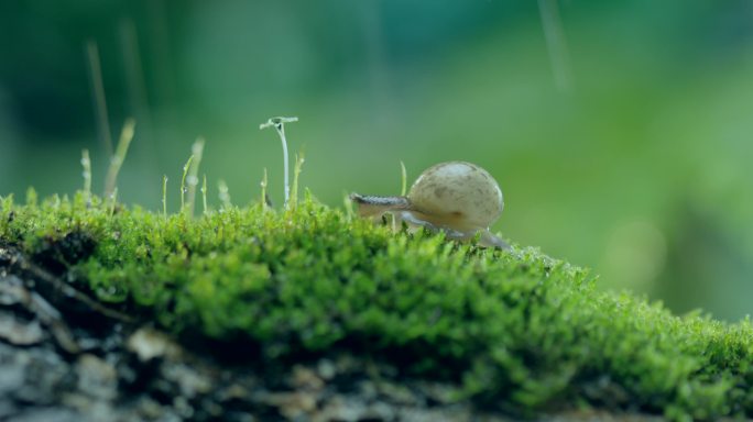 雨过天晴 蜗牛爬行