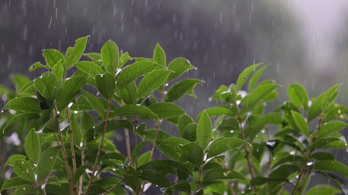 雨水落在绿叶上4k唯美升格慢镜 桂花树
