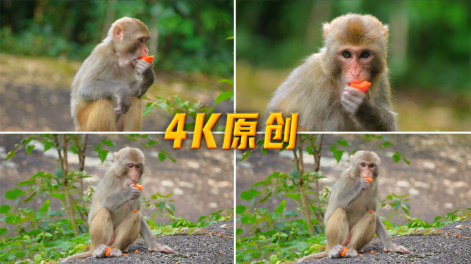 猴子猕猴吃东西