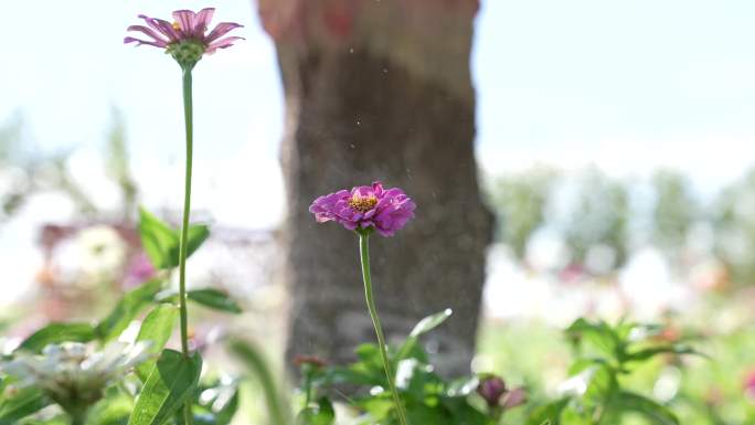 4k公园里的花 浇花 灌溉 城市绿化