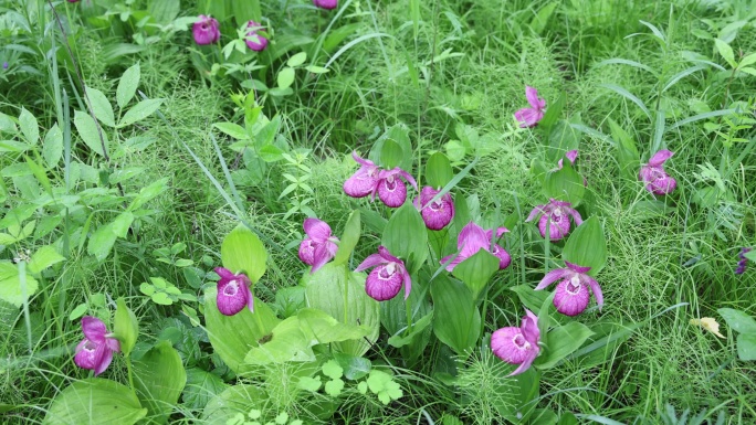 珍稀野生药用植物：大花杓兰