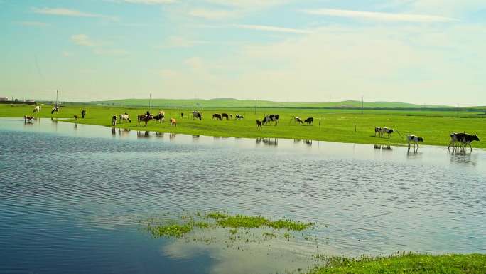 草原草地牧场牛群牛吃草自然生态湿地河流