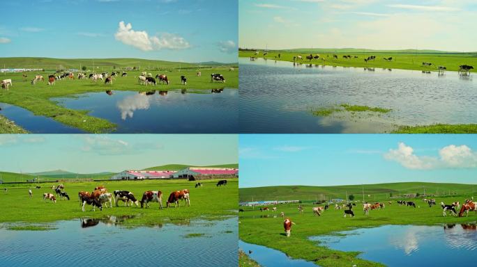 草原草地牧场牛群牛吃草自然生态湿地河流