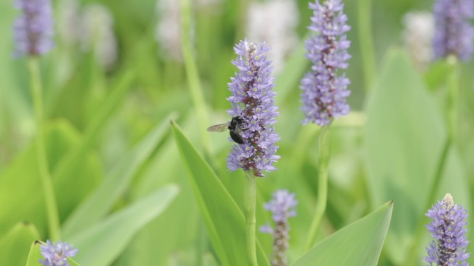 蜜蜂在梭鱼草上采蜜慢镜头
