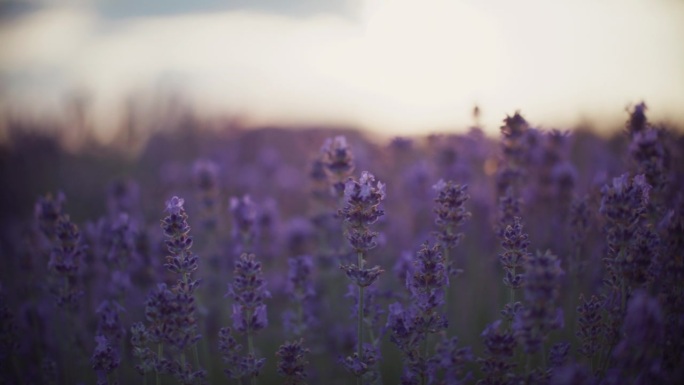 特写:日落时草地上的紫色薰衣草花。昆虫授粉