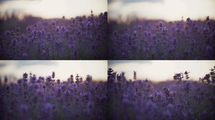 特写:日落时草地上的紫色薰衣草花。昆虫授粉
