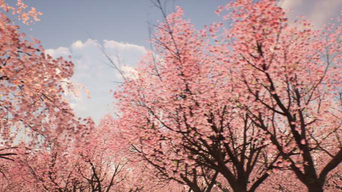 4k桃花源桃花林樱花穿梭