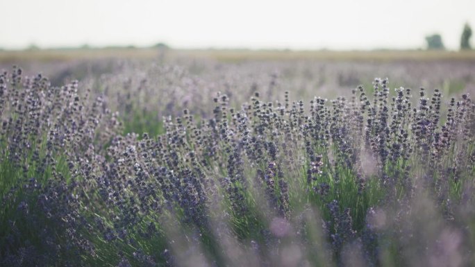 蜜蜂为紫色薰衣草花授粉