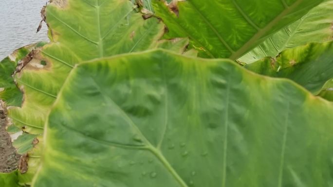 热带植物茎特写自然条件有机植物芋头叶