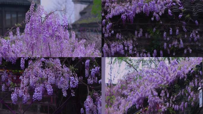 古色古香的紫藤花