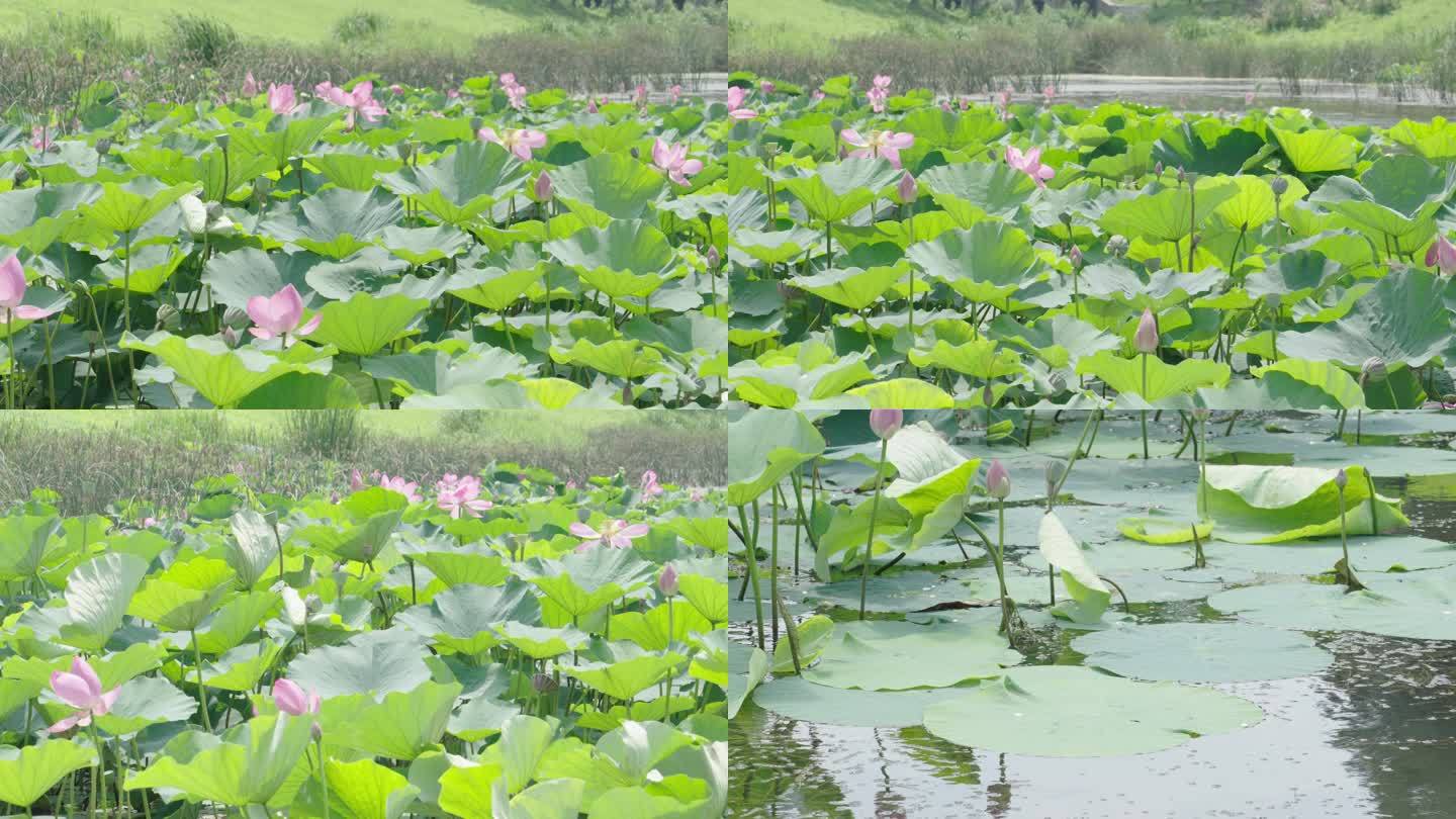 水池里的大片荷花