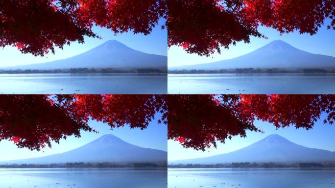 清晨川口湖畔的枫叶和富士山
