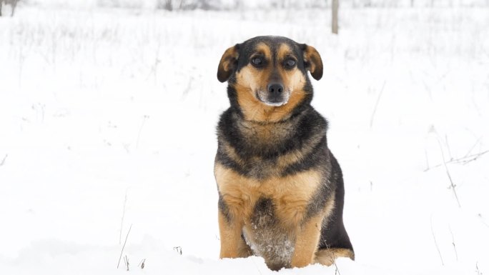 自然界中的流浪狗。流浪狗在《冬天的积雪》中望向镜头的特写。狗需要庇护，外面很冷
