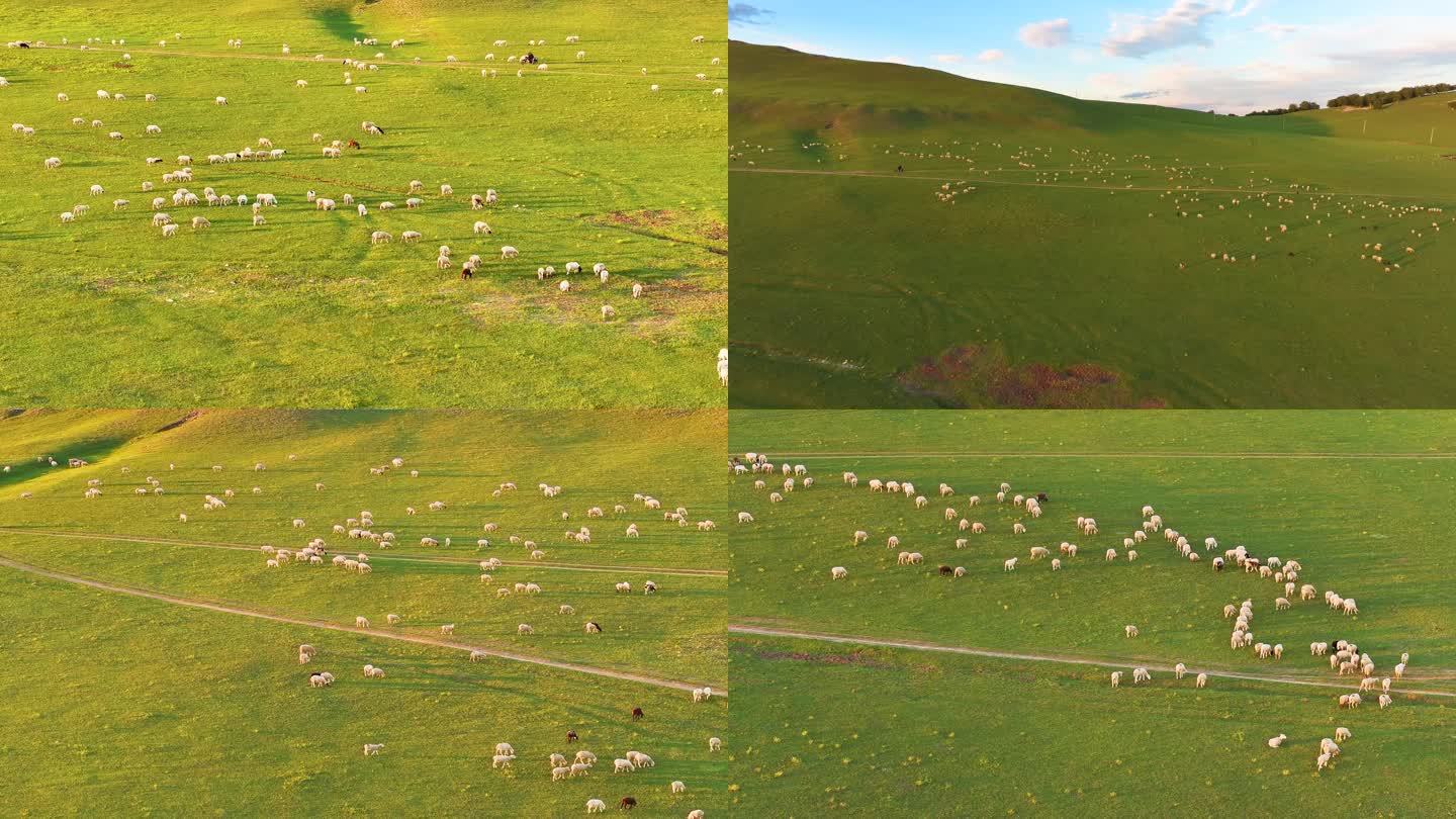 羊群吃草内蒙草原夕阳