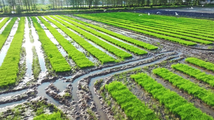 4k水稻培育秧苗粮食安全绿色稻田生态航拍