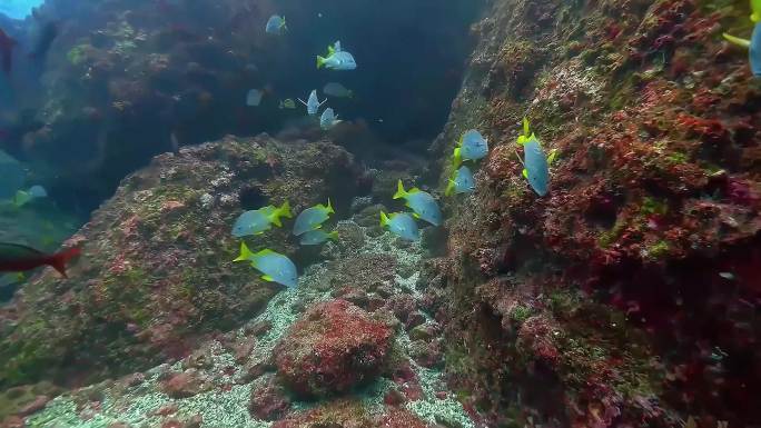 海洋鱼群海鲜水产渔业养殖深海