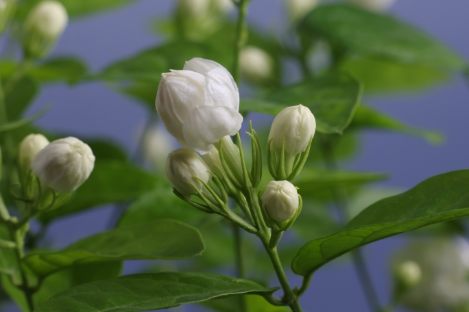 茉莉花花开延时