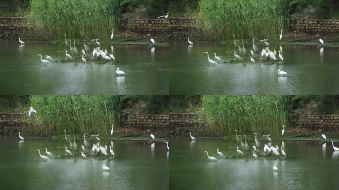 威海市环翠区羊亭镇羊亭河里的白鹭鸟群