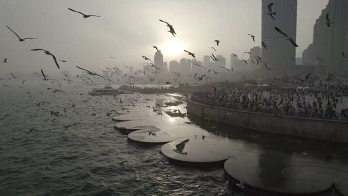 大连星海广场海鸥航拍