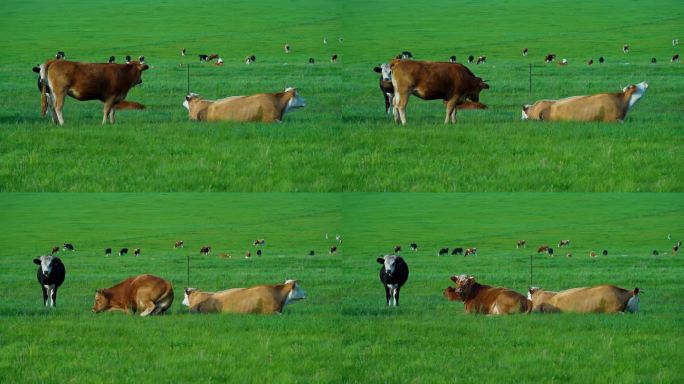 草原草地牧场牛群牛吃草自然生态