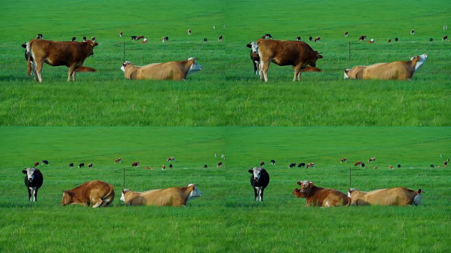 草原草地牧场牛群牛吃草自然生态
