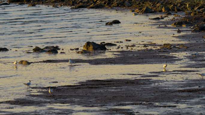 4K原创 涨潮前海鸥在滩涂觅食