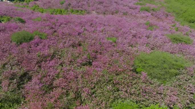 春天唯美浪漫粉色樱花园