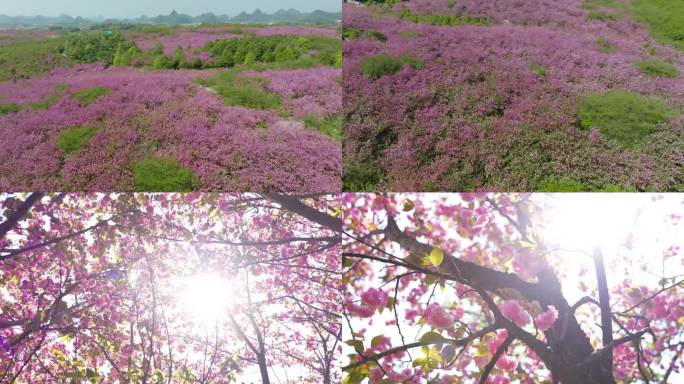 春天唯美浪漫粉色樱花园