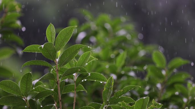 雨水落在绿叶上4k唯美升格慢镜 桂花树