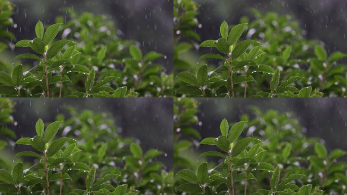 雨水落在绿叶上4k唯美升格慢镜 桂花树