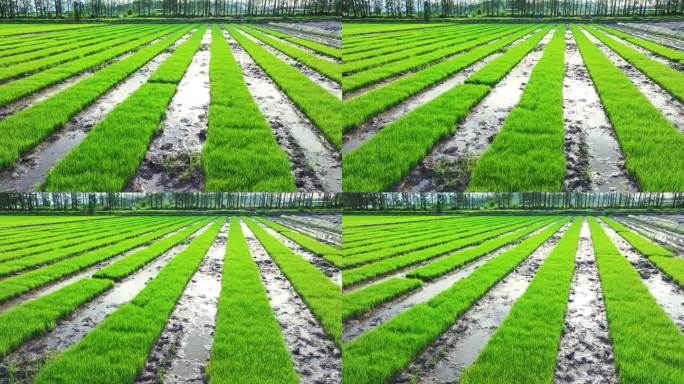 4k水稻培育秧苗粮食安全绿色稻田生态航拍