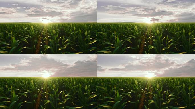4K玉米地LED大屏背景素材