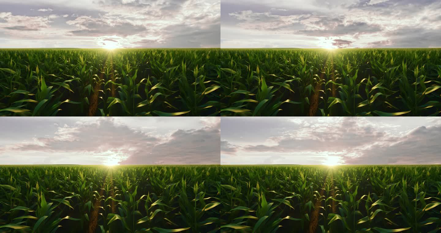 4K玉米地LED大屏背景素材