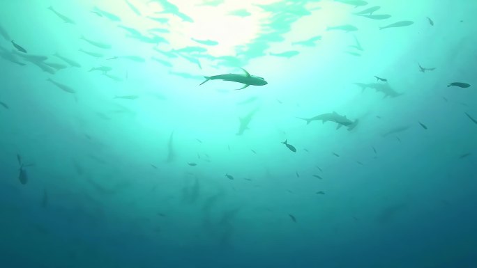 海洋鲨鱼海鲜水产渔业养殖深海