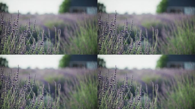 蜜蜂在草地上为紫色薰衣草花授粉