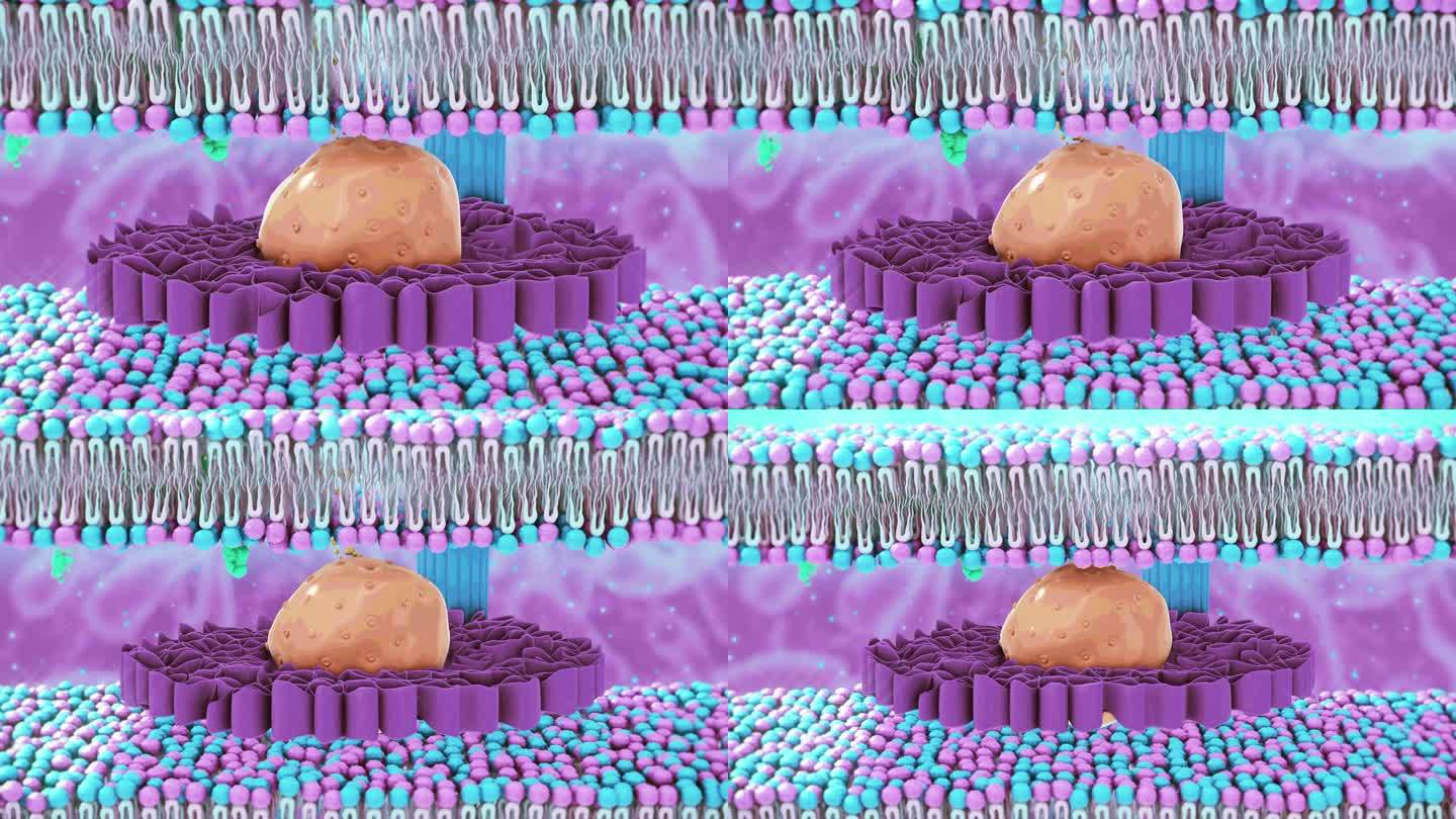 细胞膜细胞器细胞壁细胞质膜胞质受体