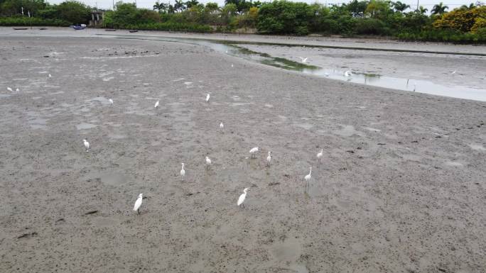 海南红树林风光