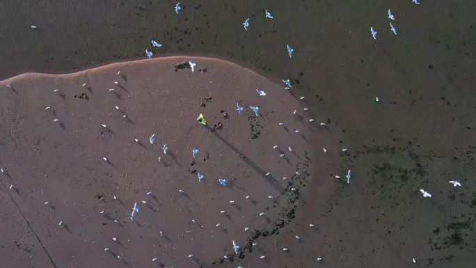 海滩上成群的海鸟飞翔慢门俯视航拍