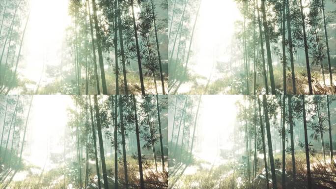 竹子的树干和阳光透过植物和雾的墙壁照射