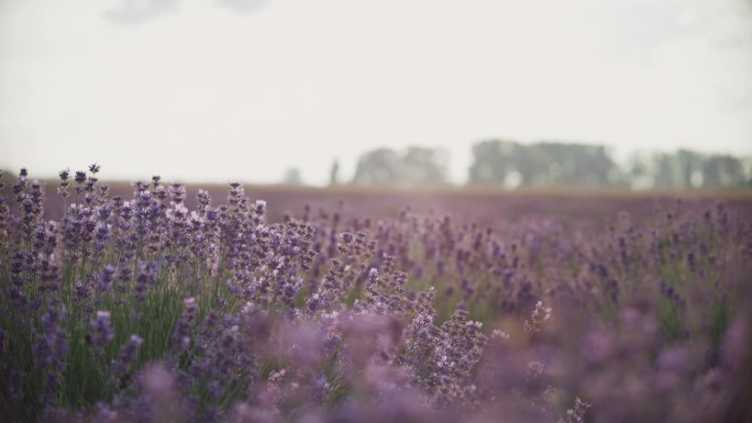 黄昏时草地上的紫色薰衣草花。蜜蜂飞来飞去授粉