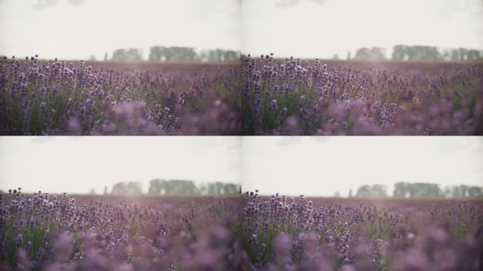 黄昏时草地上的紫色薰衣草花。蜜蜂飞来飞去授粉