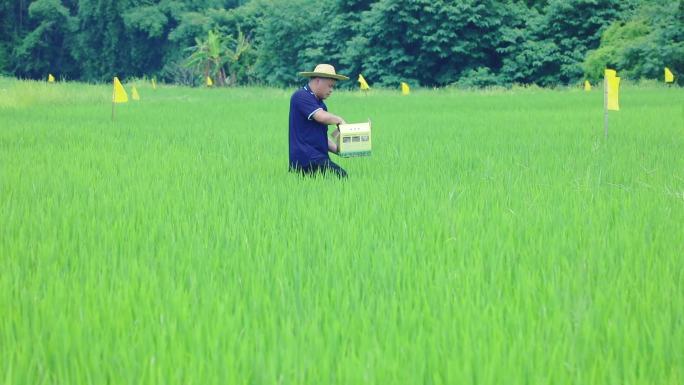 水稻田投放赤眼蜂 生物防治病虫害
