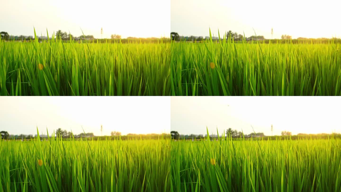 阳光下的稻田