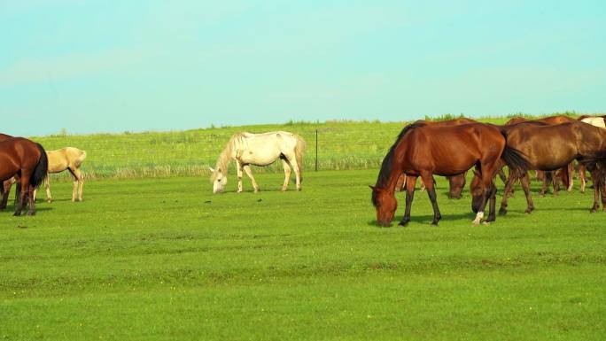 草原草地牧场马群马吃草自然生态骏马