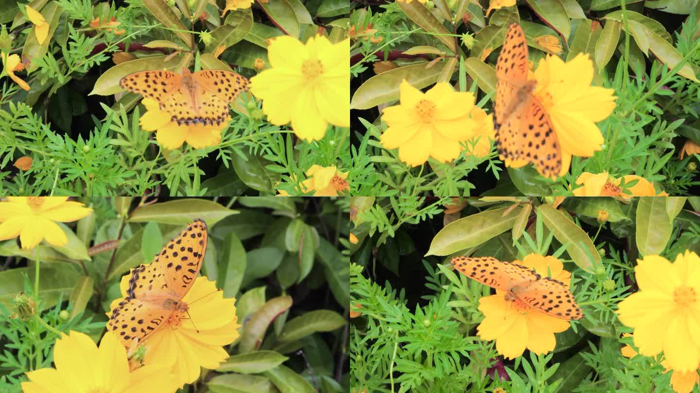 黄蝴蝶采花