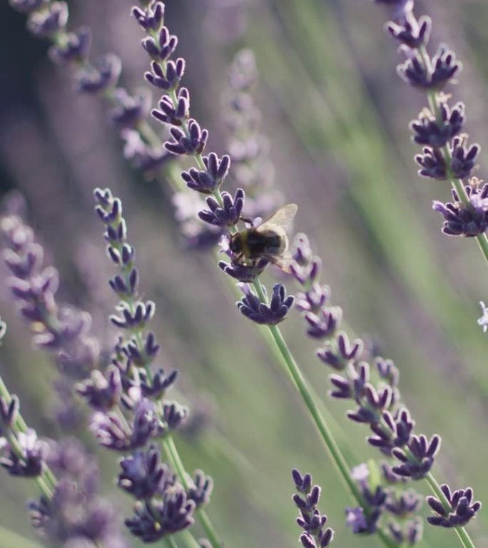 蜜蜂为紫色薰衣草花授粉垂直视频