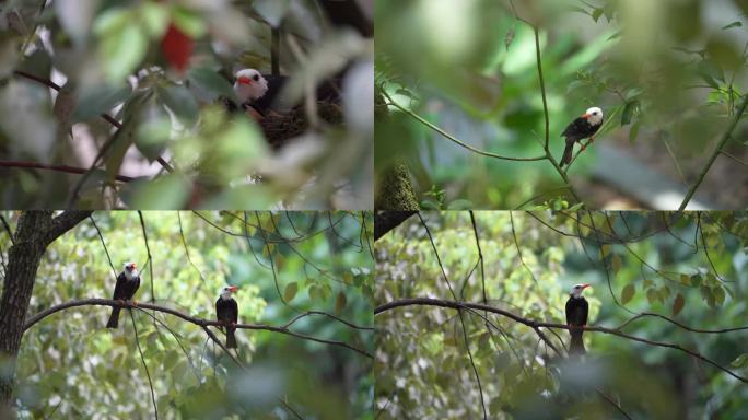 自然生态，鸟类视频素材，黑短脚鹎4k视频